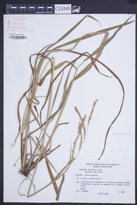 Paspalum dilatatum image