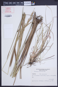 Paspalum durifolium image