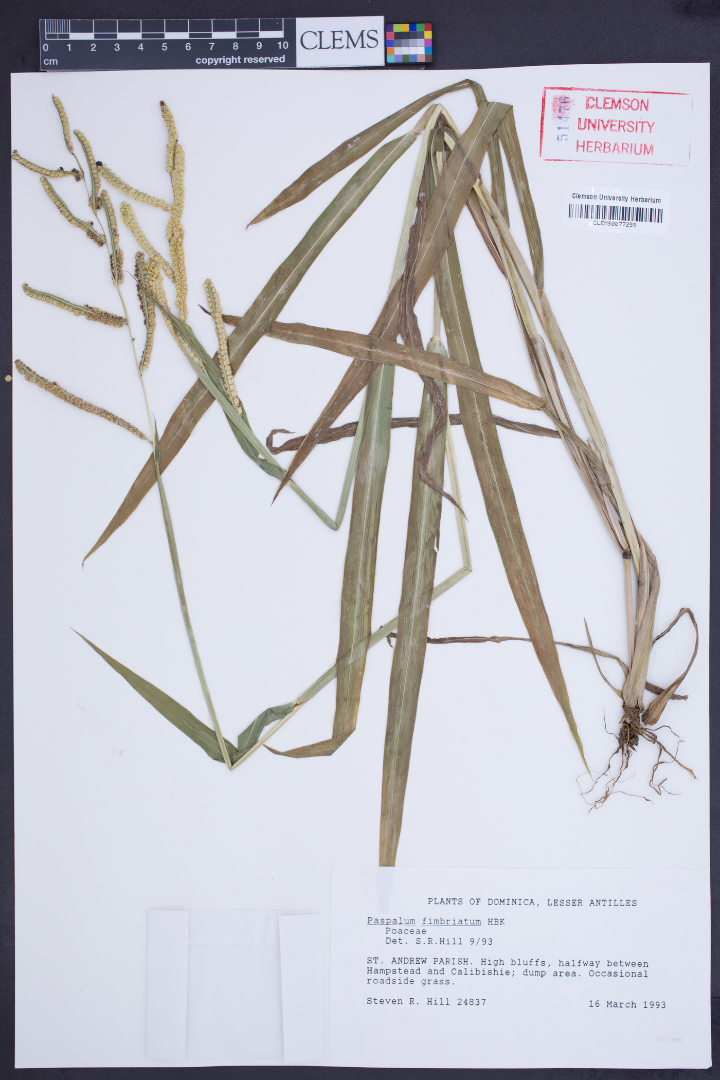 Paspalum fimbriatum image