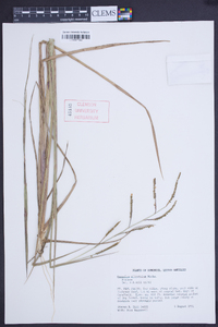 Paspalum plicatulum image