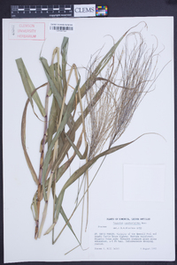 Paspalum saccharoides image