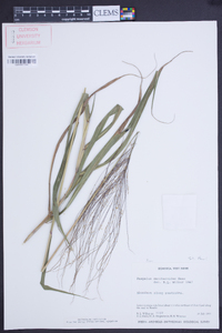 Paspalum saccharoides image