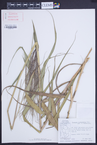 Paspalum saccharoides image