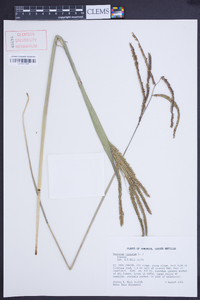 Paspalum virgatum image