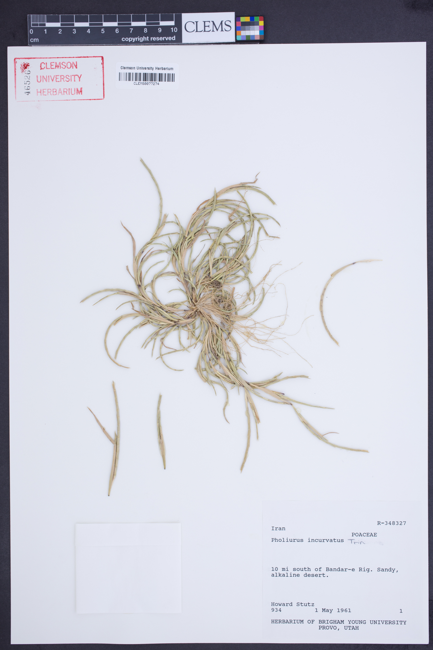 Parapholis image