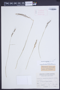 Piptochaetium stipoides image