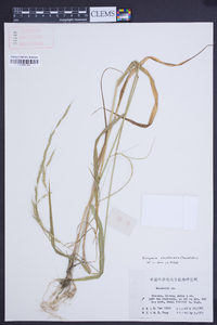 Image of Elymus mayebaranus
