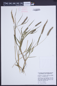 Setaria verticilliformis image