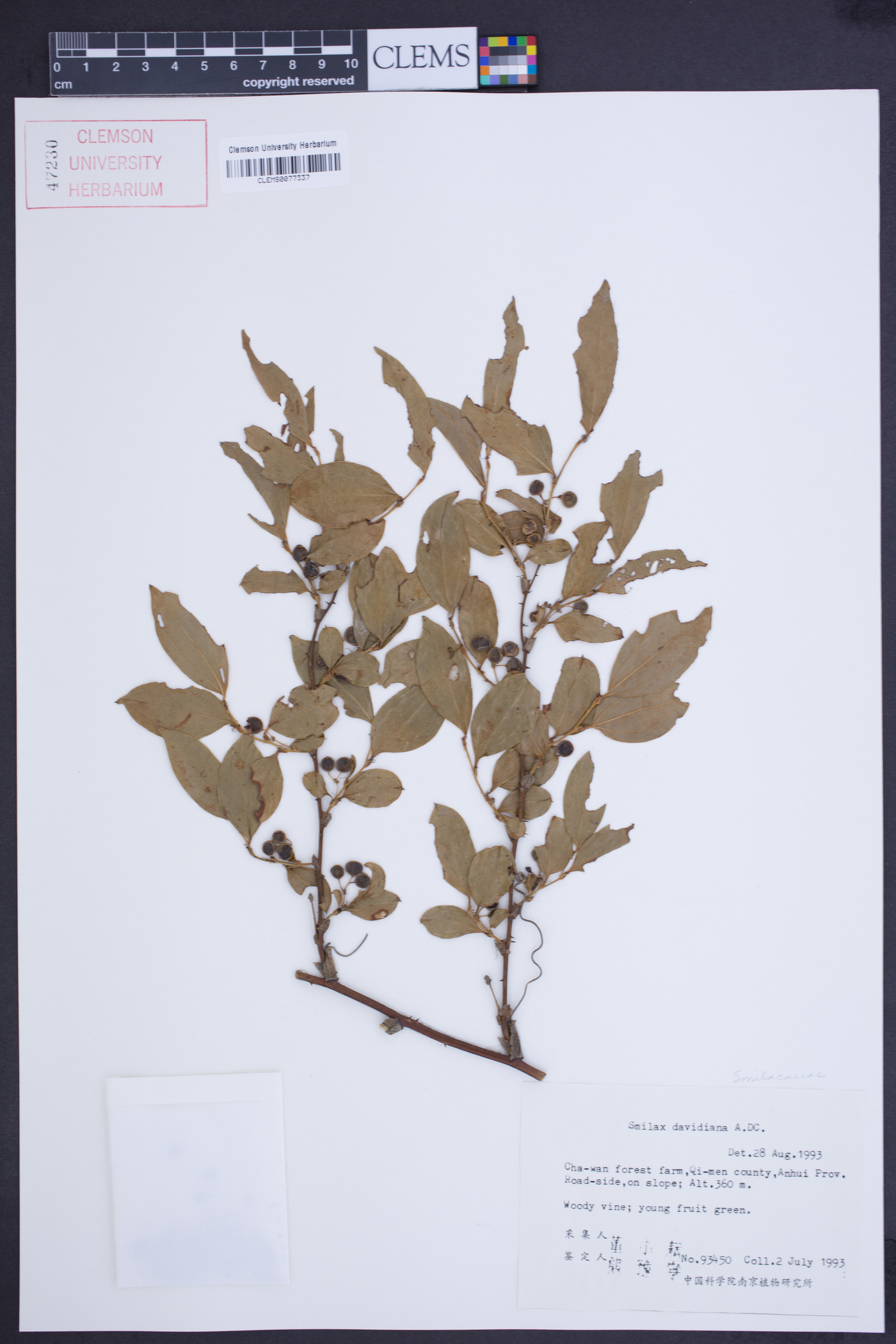 Smilax davidiana image