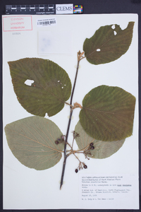 Viburnum lantanoides image