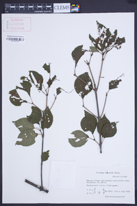 Viburnum dilatatum image