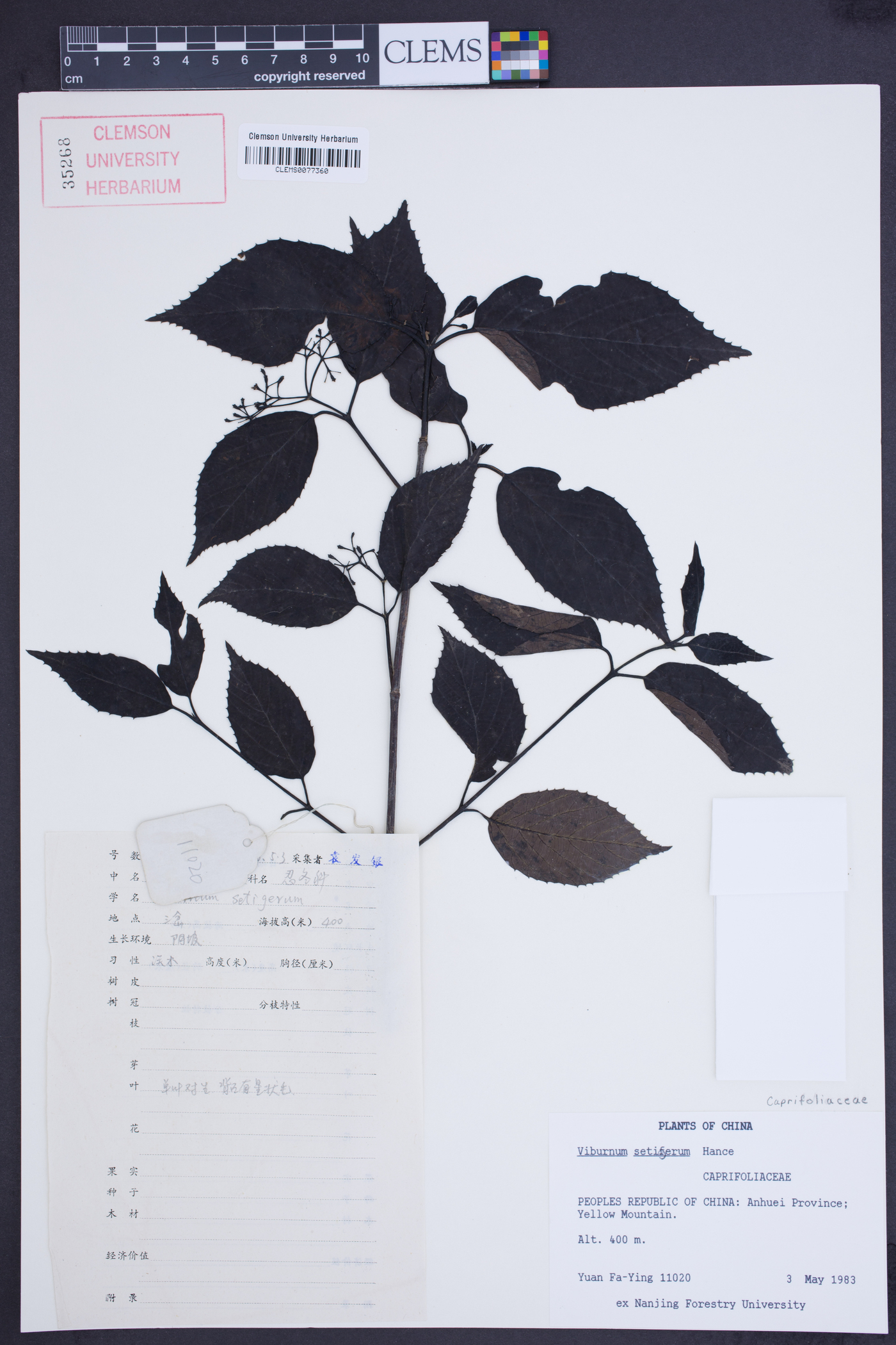 Viburnum setigerum image
