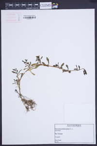 Sesuvium portulacastrum image