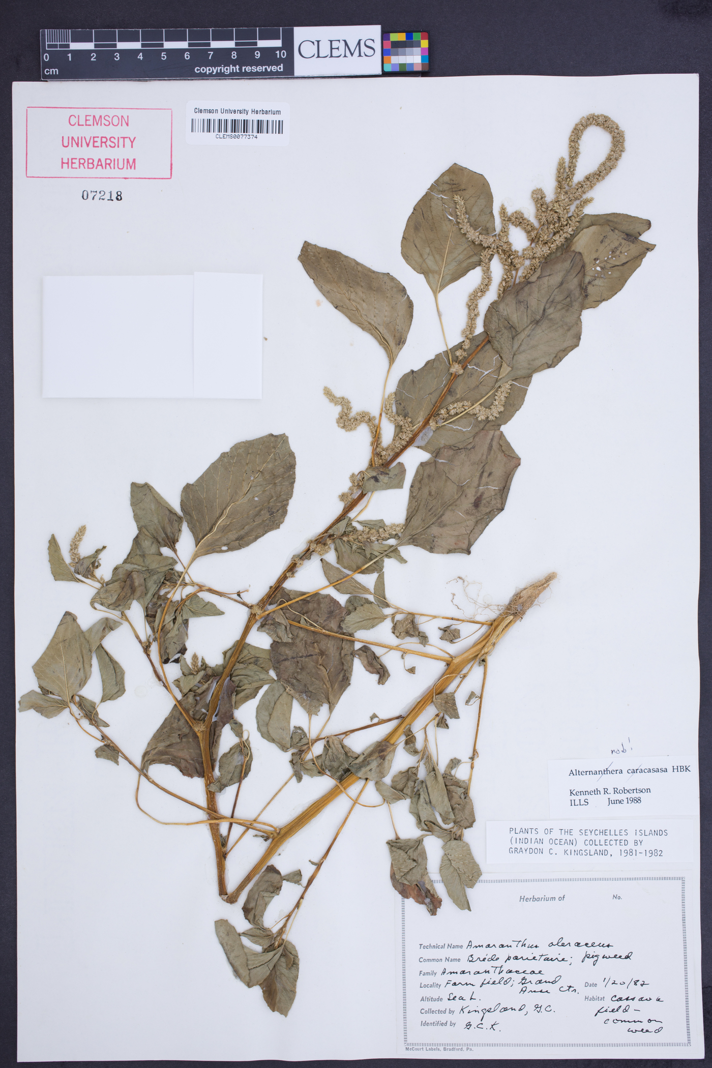 Amaranthus blitum subsp. oleraceus image