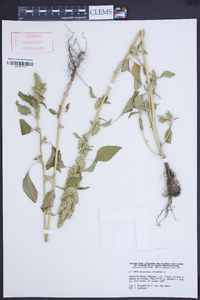 Amaranthus retroflexus image