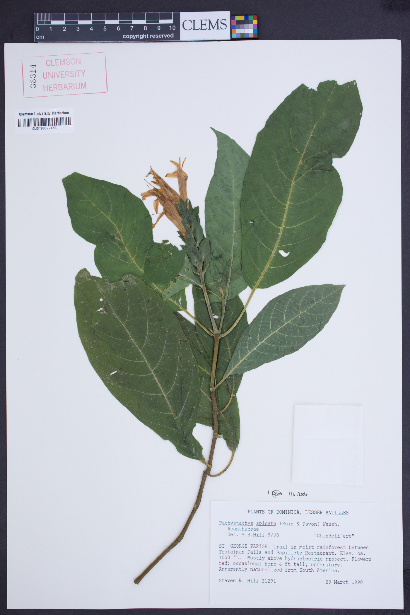 Pachystachys spicata image