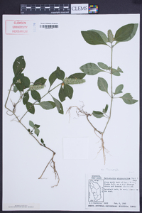 Teliostachya alopecuroidea image