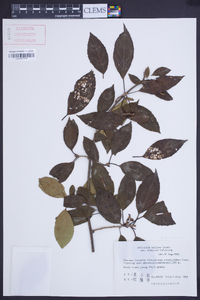 Actinidia callosa image