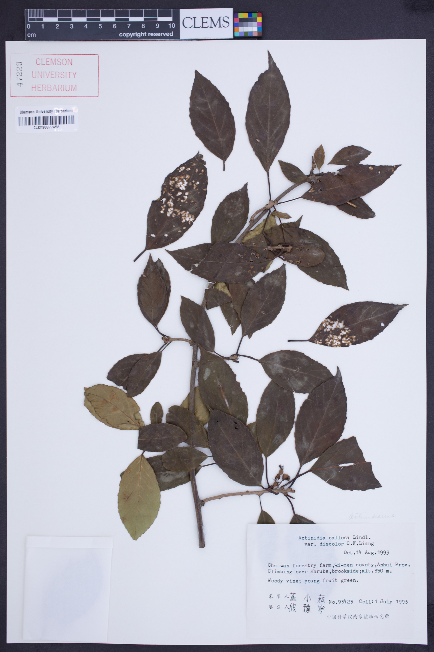 Actinidia callosa image