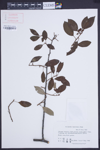 Image of Actinidia lanceolata