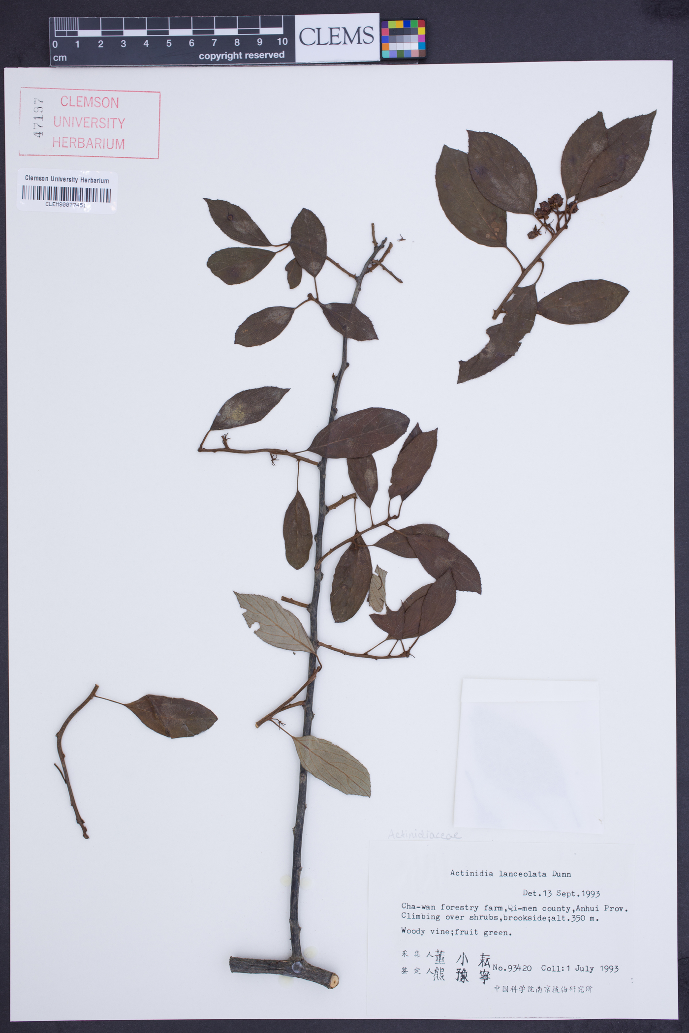 Actinidia lanceolata image