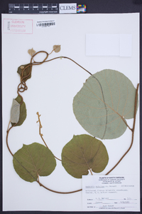 Actinidia chinensis image