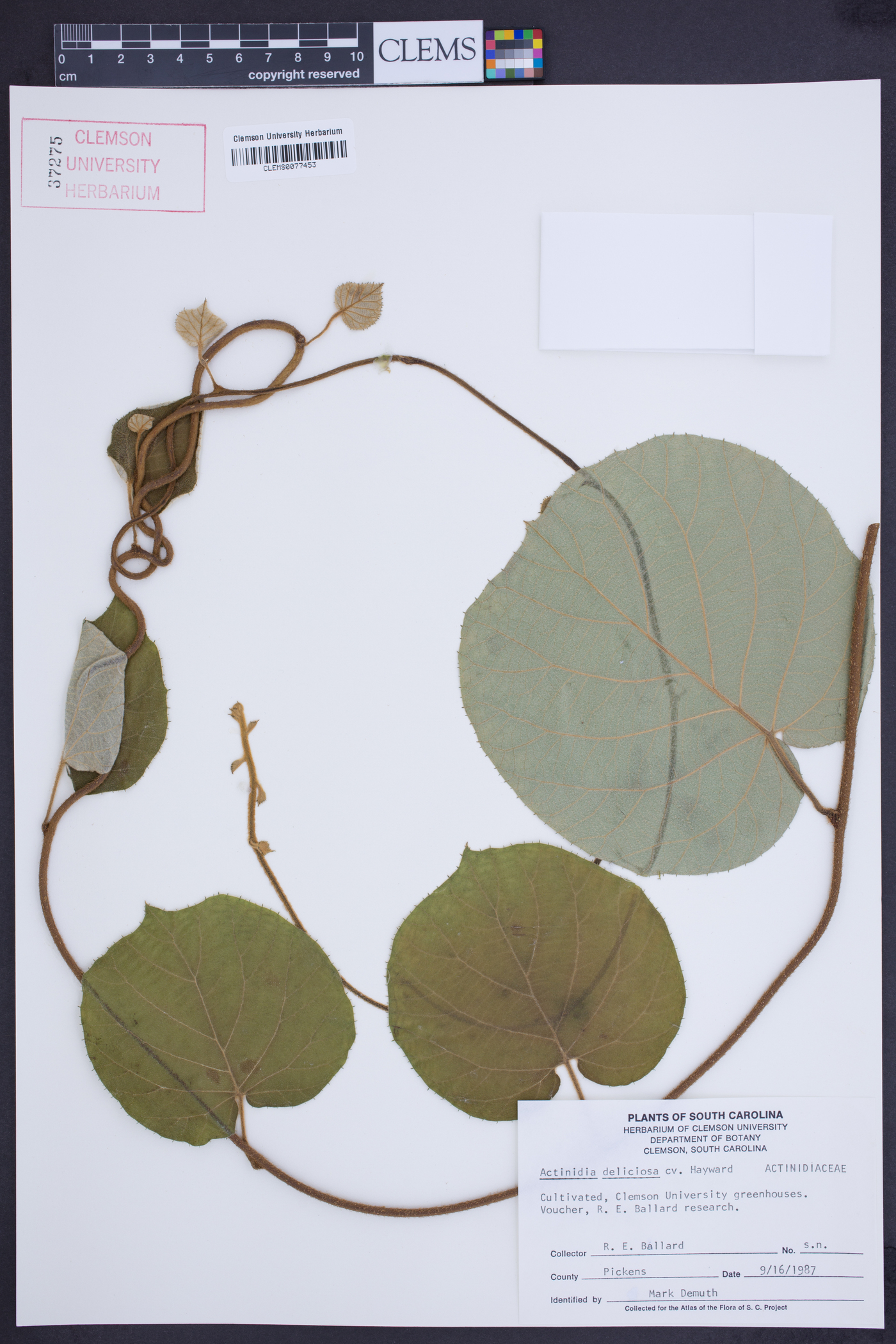 Actinidia chinensis var. deliciosa image