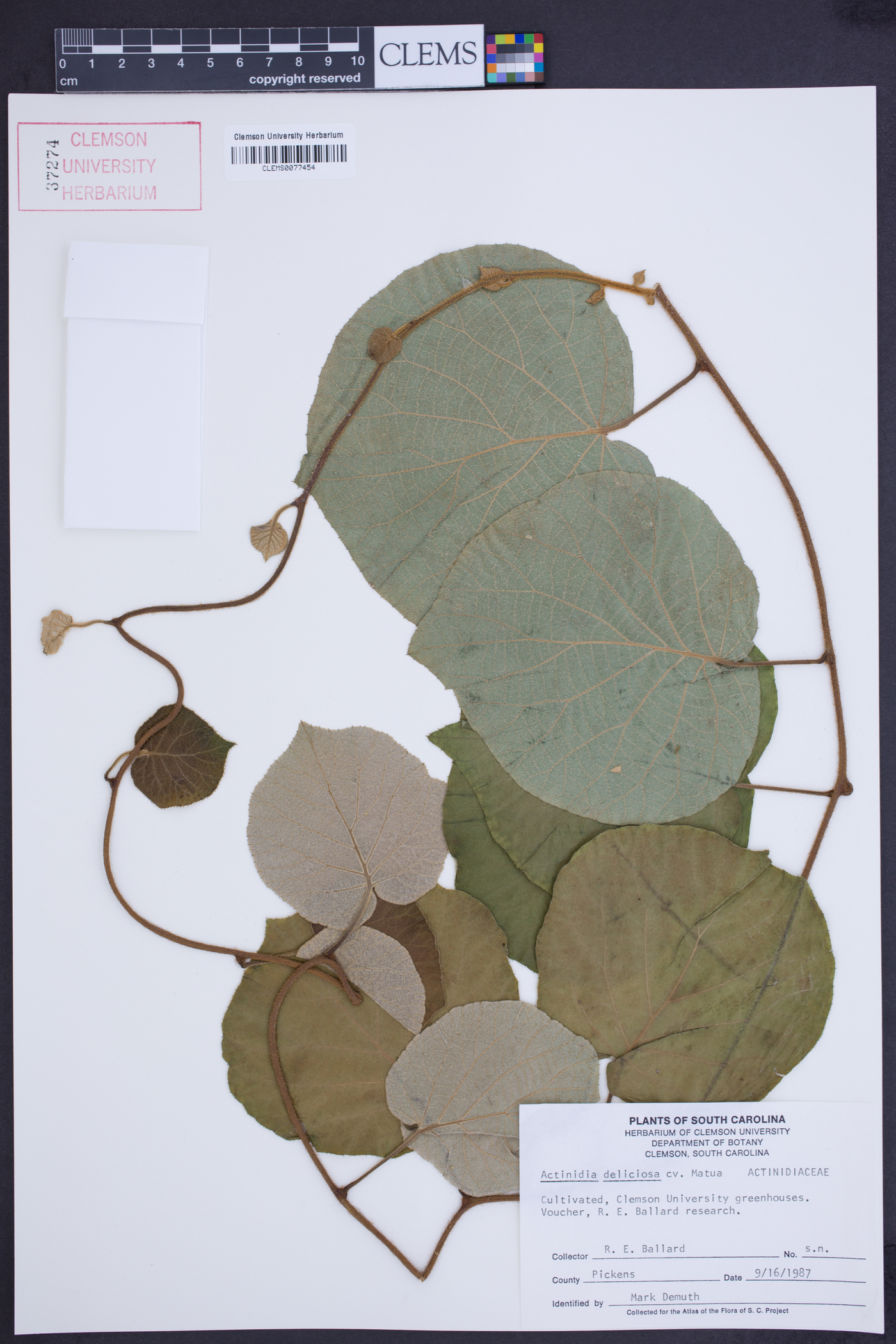 Actinidia chinensis image