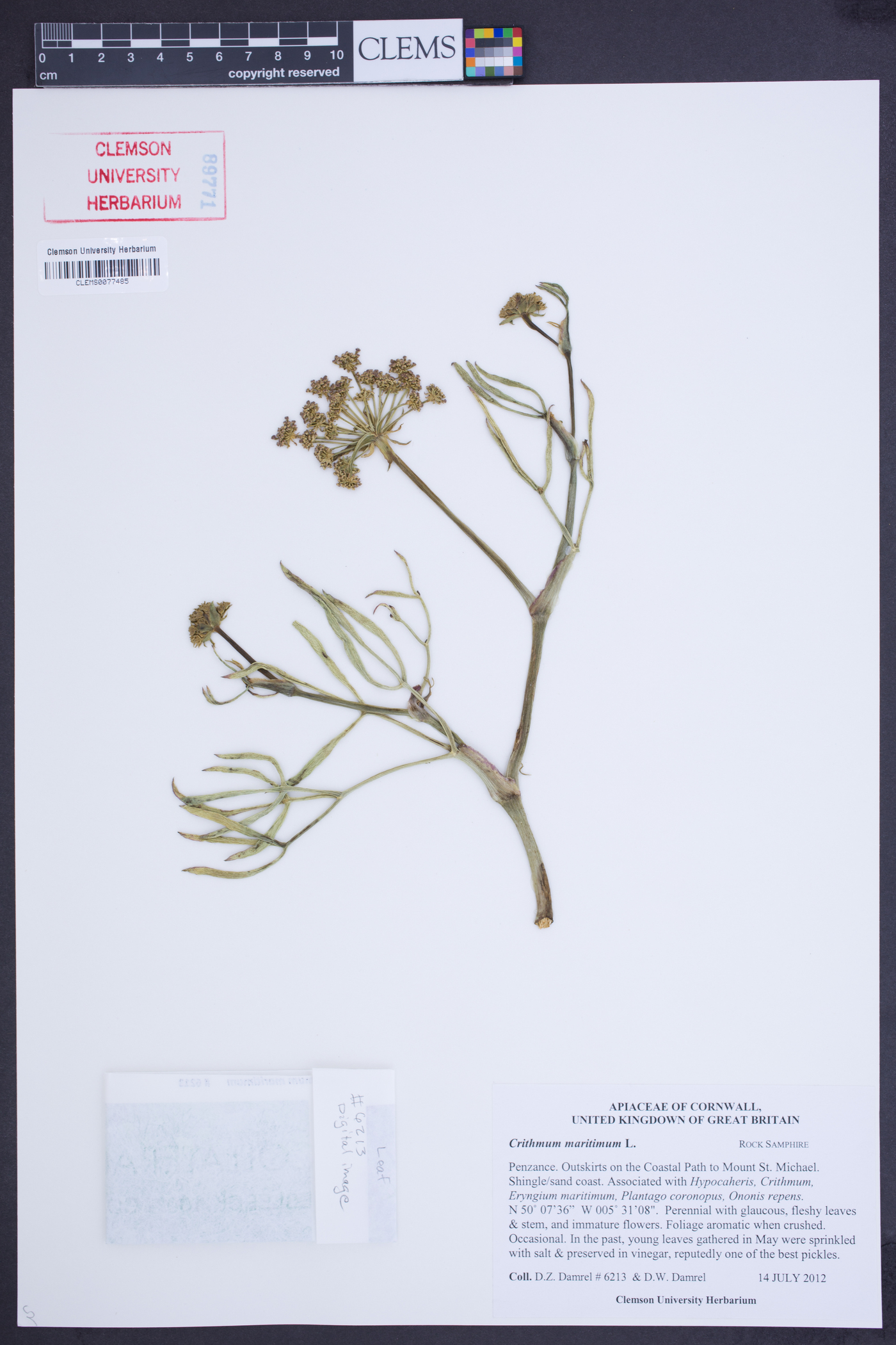 Crithmum maritimum image