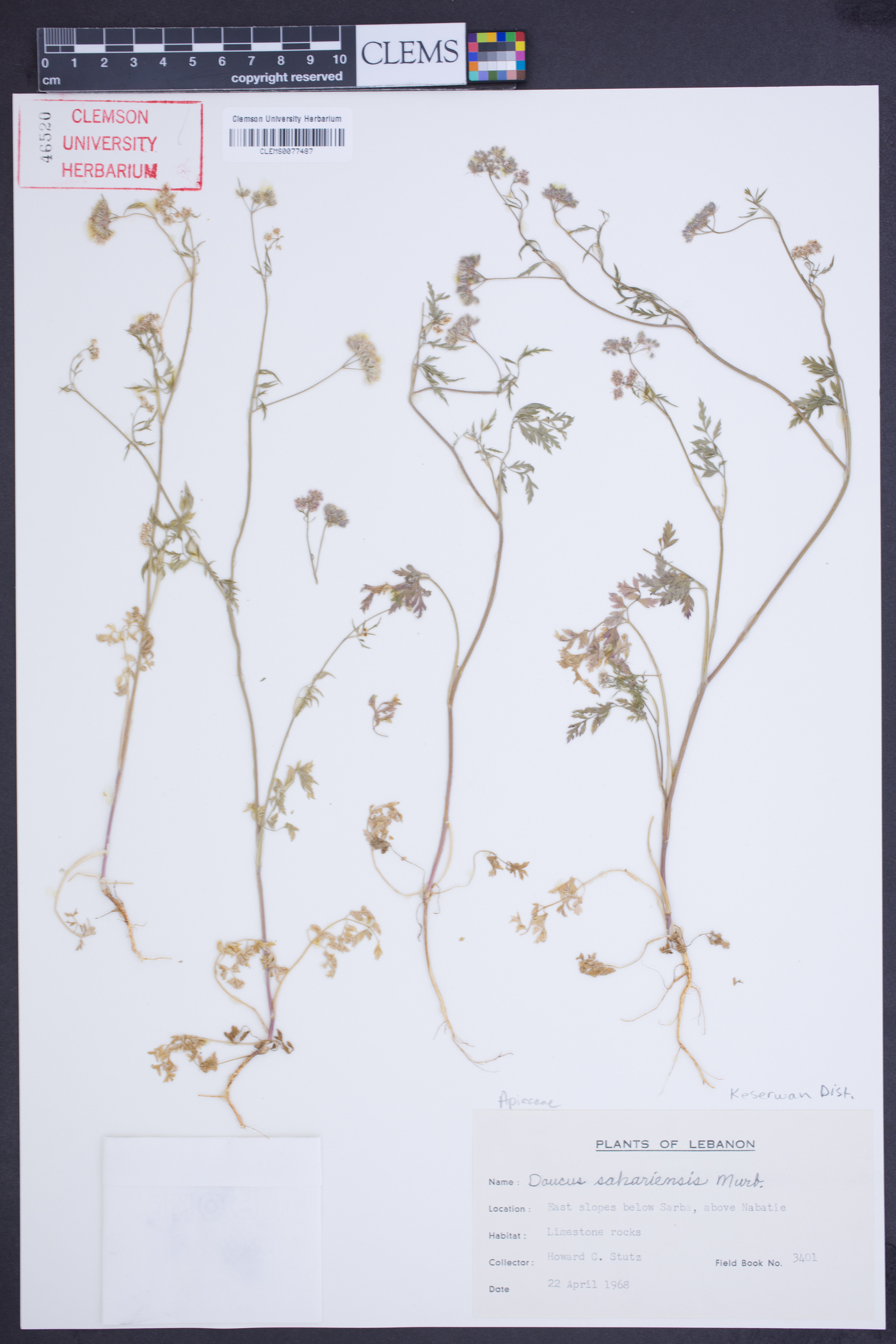 Daucus sahariensis image