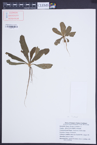Eryngium foetidum image