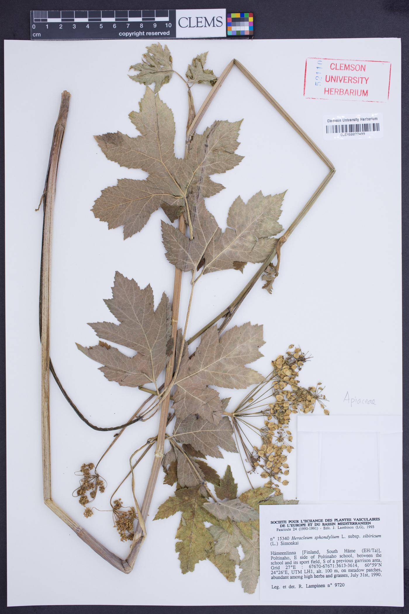 Heracleum sphondylium subsp. sibiricum image