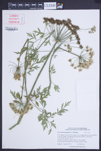 Peucedanum palustre image