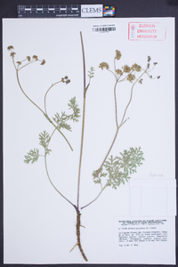 Image of Selinum pyrenaeum