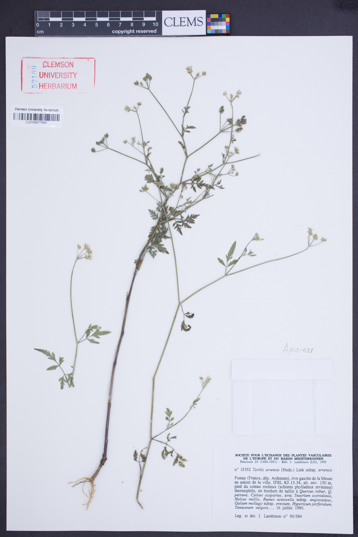 Torilis arvensis subsp. arvensis image