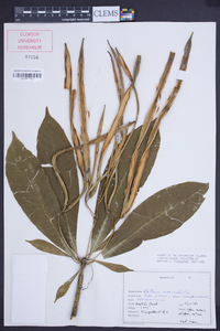 Alstonia macrophylla image