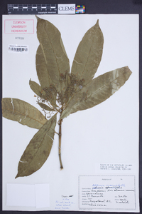 Alstonia macrophylla image