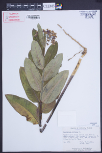 Asclepias syriaca image