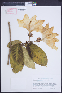 Beaumontia grandiflora image