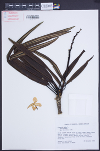 Plumeria alba image