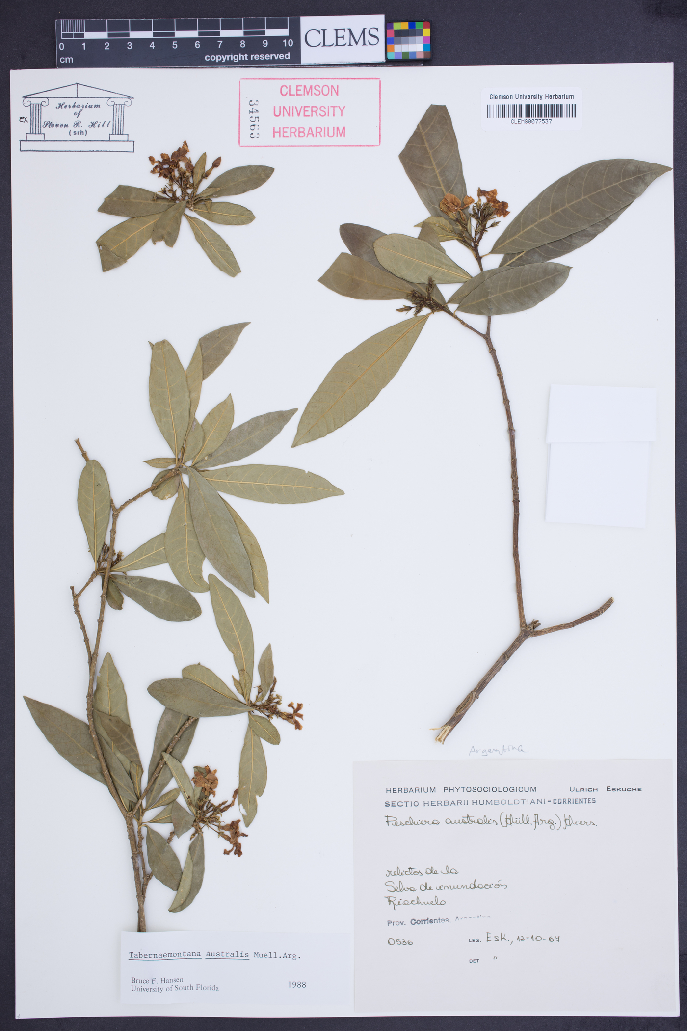 Tabernaemontana australis image
