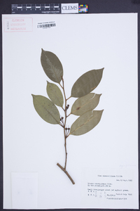 Ilex elmerrilliana image