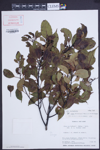 Ilex macfadyenii image