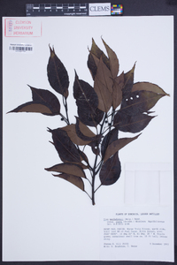 Ilex macfadyenii image