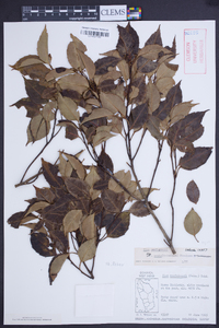 Ilex macfadyenii image