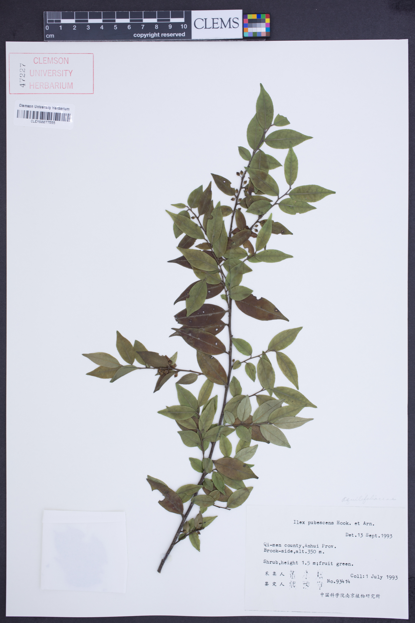 Ilex pubescens image
