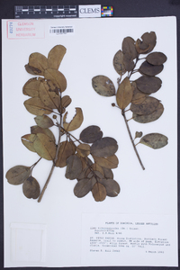 Ilex sideroxyloides image