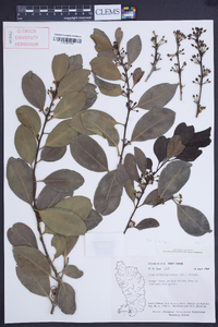 Ilex sideroxyloides image