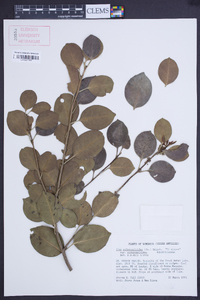 Ilex sideroxyloides image