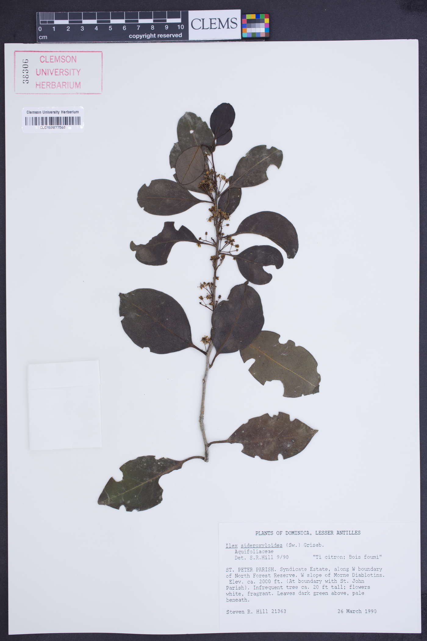 Ilex sideroxyloides image